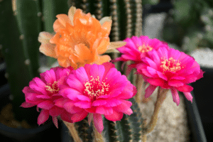 L'echinopsis