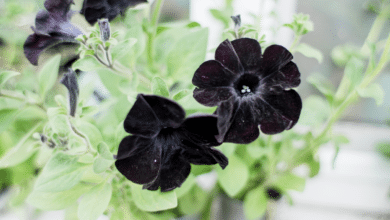 Fleurs noires