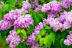 Le lilas