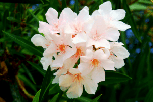 Nerium oleander.