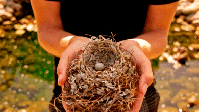 Nid d'oiseau dans les mains.