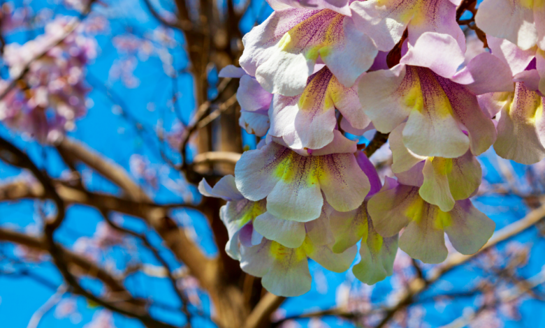 Paulownia