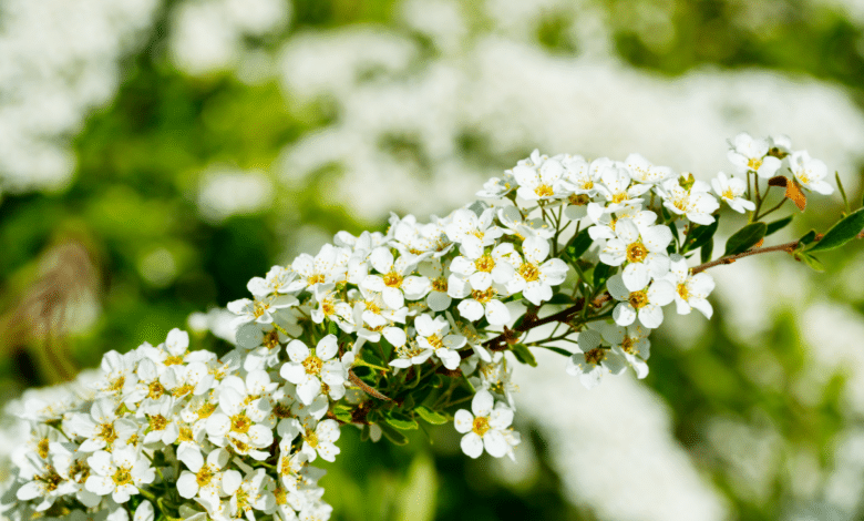 Spirées à floraison printanière
