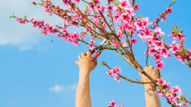 Tailler un arbre fruitier