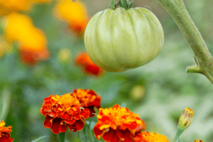 Tomates et fleurs