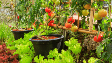 Tomates et plantes associées