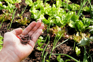 Vers de terre pour le potager