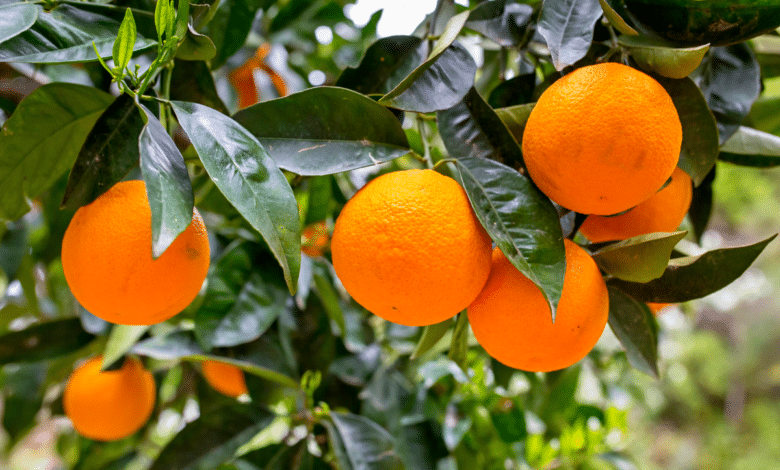 arbre fruitiers