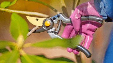 bouturer des arbustes