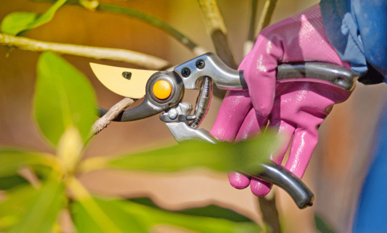 bouturer des arbustes