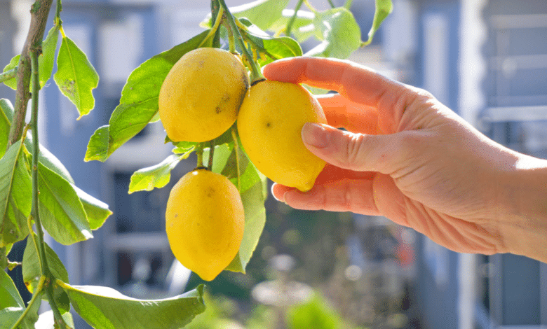 citronniers