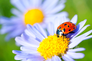 coccinelle