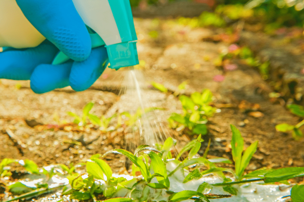 Réalisez votre propre désherbant naturel et efficace en 3 étapes simples et en 5 minutes avec