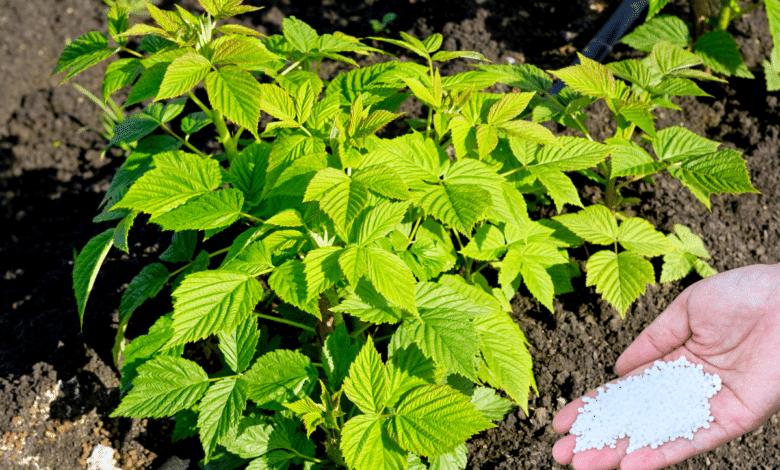 engrais framboisier