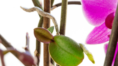 feuille d'orchidée jaunissent