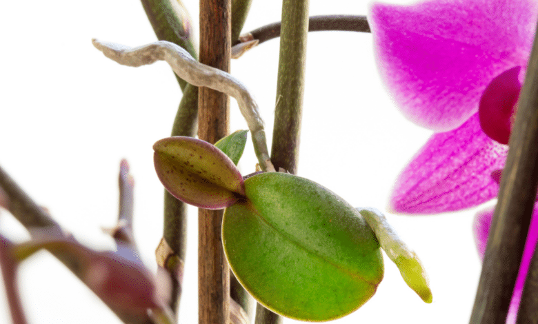 feuille d'orchidée jaunissent