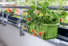 fraisier en pot sur le balcon