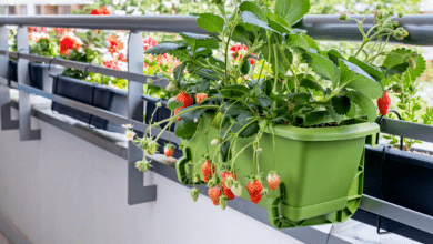 fraisier en pot sur le balcon