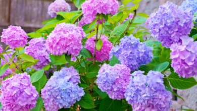 hortensias