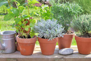 plantes aromatiques