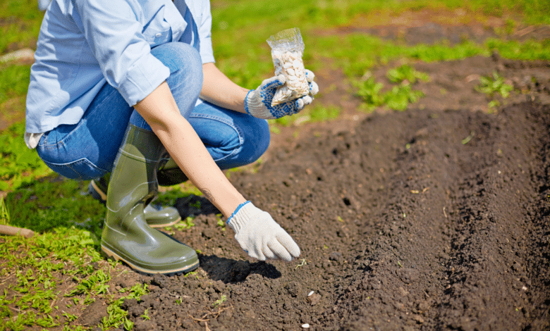 semer à la bonne profondeur