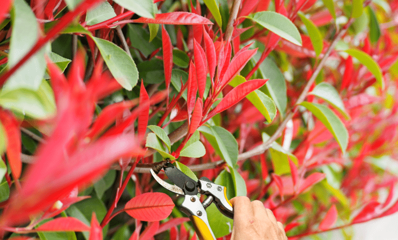 taille du photinia