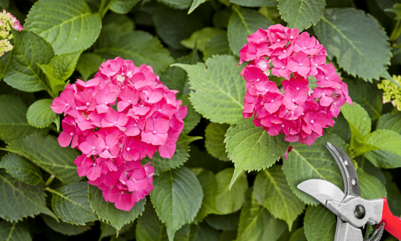 tailler l'hortensia