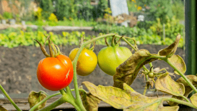 tomate resiste au mildiou