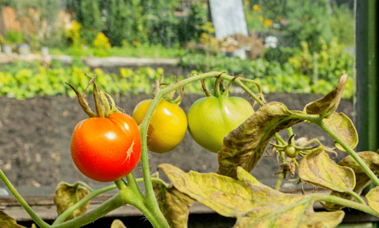 tomate resiste au mildiou