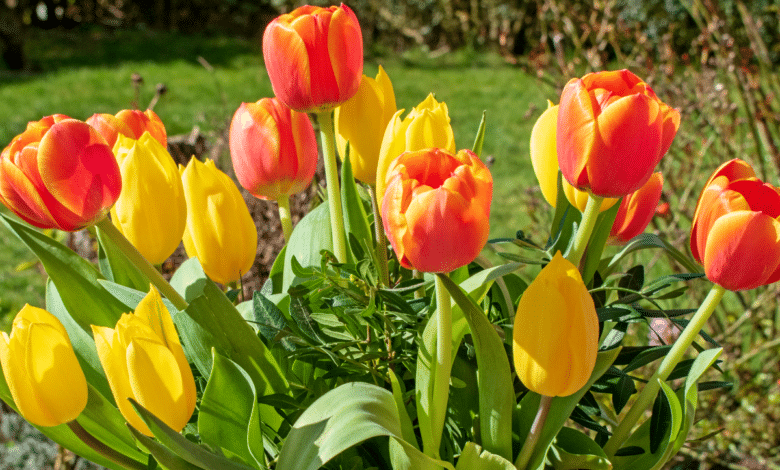 tulipes