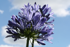 Agapanthe