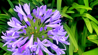 Agapanthes au jardin