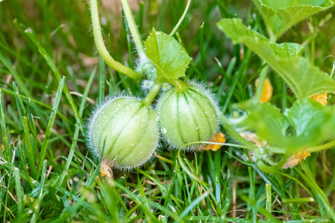 Comment Faire Pousser Des Melon