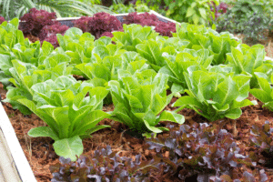 barrières naturelles