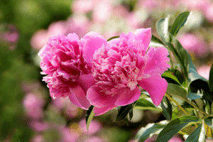 pivoine