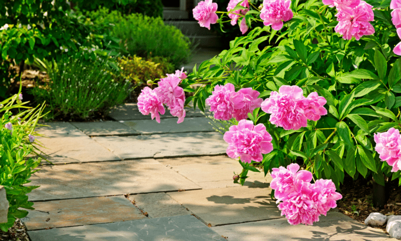 Les pivoines