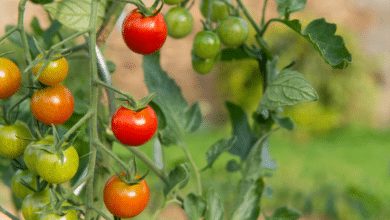 Tomates au jardin