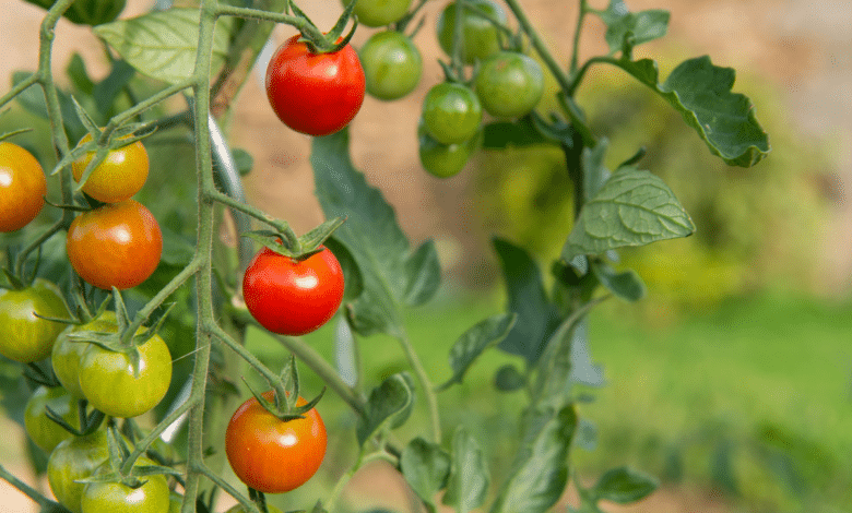 Tomates au jardin