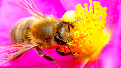 abeille sur des fleurs
