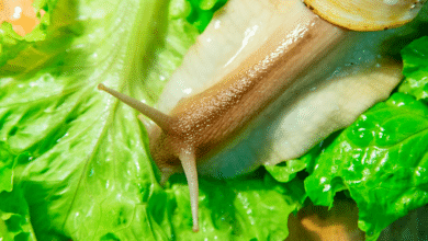escargot en salade
