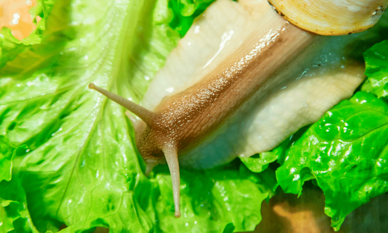 escargot en salade