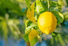 feuille de citronnier jaunisse