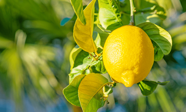 feuille de citronnier jaunisse