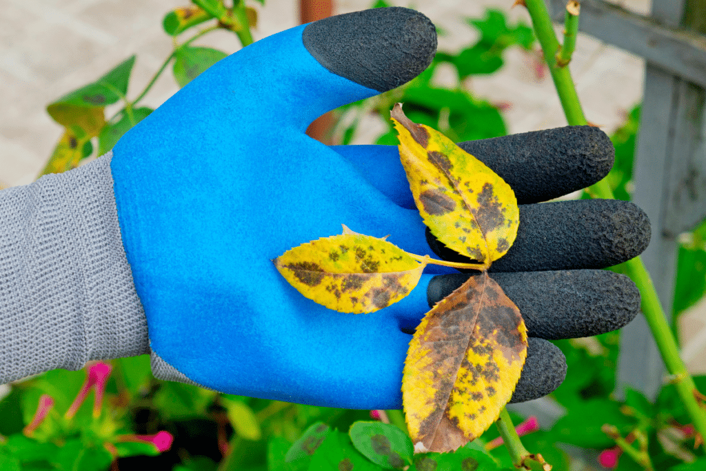 Que faire quand les feuilles de mon rosier se mettent à jaunir