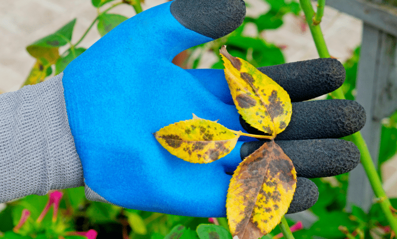 feuille de rosier jauni