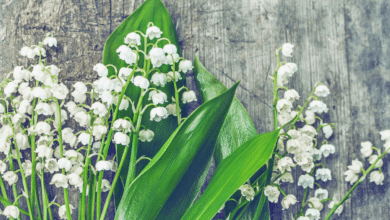 fleurs de muguet