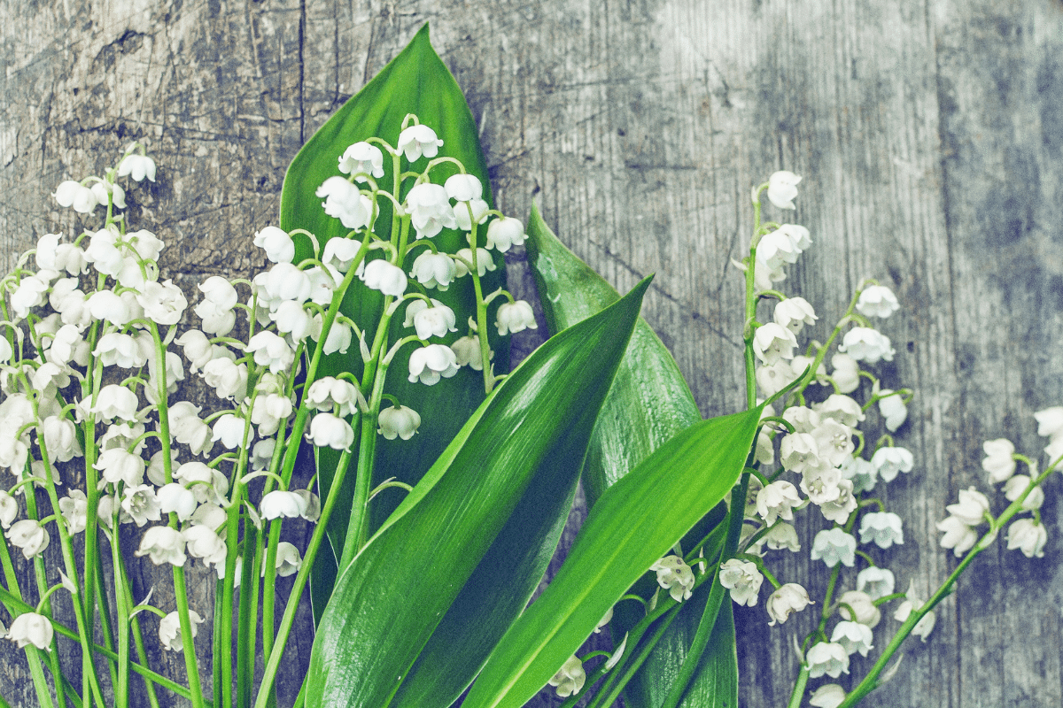 Sitemapcdatahttpsshudreferenzcombricolage Muguet Facilenull