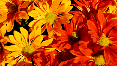 fleurs orange