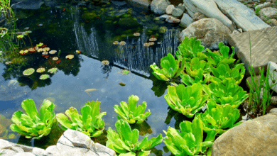 plantes aquatiques oxygénantes pour bassin ou mare