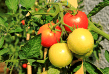 plantes de tomates